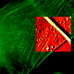 Combining Fluorescence And Atomic Force Microscopy